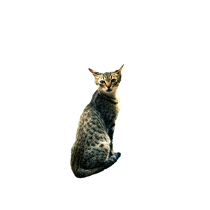 A Tabby Cat Sitting Peacefully On A Rock Amidst Greenery, Offering A Rustic, Tranquil Scene. 18106 - Cat PNG image with transparent background